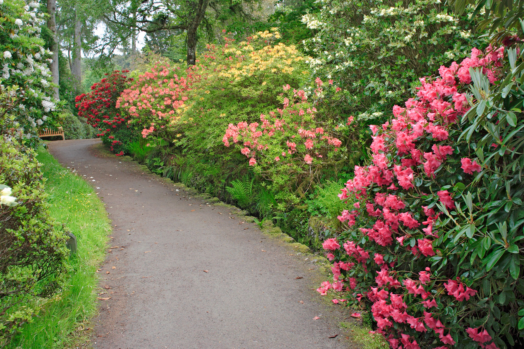 Beautiful garden with flowery bushes and walk path